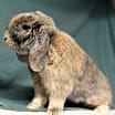 Thumbnail photo of Fletcher #1