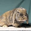 Thumbnail photo of Fletcher #2