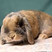 Thumbnail photo of Fletcher #3