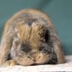 Thumbnail photo of Fletcher #4