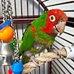 Thumbnail photo of Adrian #3