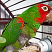 Thumbnail photo of Adrian #4