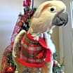 Thumbnail photo of Cisco #2