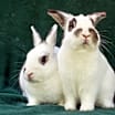 Thumbnail photo of Tewkesbury & Tootsie #1