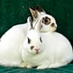 Thumbnail photo of Tewkesbury & Tootsie #2
