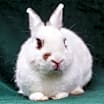 Thumbnail photo of Tewkesbury & Tootsie #4