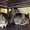 Thumbnail photo of Rose & Sophia & Blanche #3