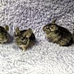 Thumbnail photo of Rose & Sophia & Blanche #1