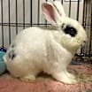 Thumbnail photo of Gatsby #2