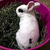Thumbnail photo of Gatsby #3
