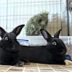 Thumbnail photo of Boots and Socks #4