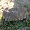Thumbnail photo of Sulcata Tortoises-6 #1