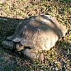 Thumbnail photo of Sulcata Tortoises-6 #2
