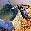Thumbnail photo of Sand Dollar Reeses #1