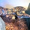 Thumbnail photo of Sand Dollar Reeses #4