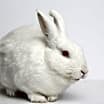 Thumbnail photo of Snowdrop #1