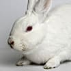 Thumbnail photo of Snowdrop #2