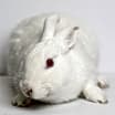 Thumbnail photo of Snowdrop #3