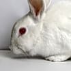Thumbnail photo of Snowdrop #4