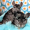 Thumbnail photo of Pablo & Sid #1