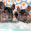 Thumbnail photo of Pablo & Sid #2