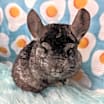 Thumbnail photo of Pablo & Sid #3
