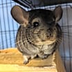 Thumbnail photo of Pedra #2