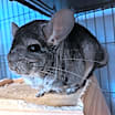 Thumbnail photo of Pedra #3