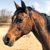 Thumbnail photo of Betsy #1