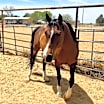 Thumbnail photo of Betsy #3