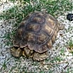Thumbnail photo of Sulcata Tortoises-6 #3
