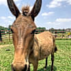 Thumbnail photo of Zeke #1