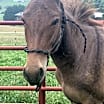 Thumbnail photo of Zeke #4