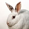 Thumbnail photo of Miniberry #1