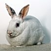 Thumbnail photo of Miniberry #2