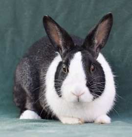 Photo of Maggie (#3)