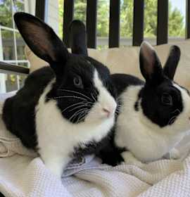 Photo of Elio & Lula