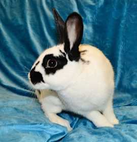 Photo of Figgy Pudding