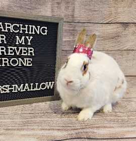 Photo of Marshmallow