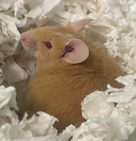 Photo of McLean (H 3/6)