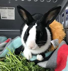 Photo of Tokyo (& Milo)