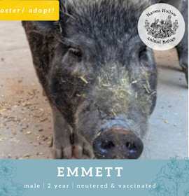 Photo of Emmett