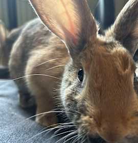 Photo of Butterscotch