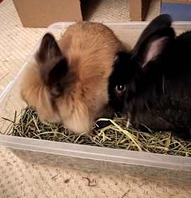 Photo of *Oliver and Hazel