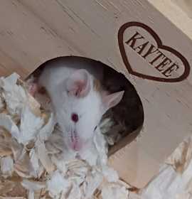 Photo of Multiple Mice