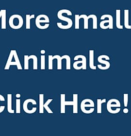 Photo of MORE SMALL ANIMALS