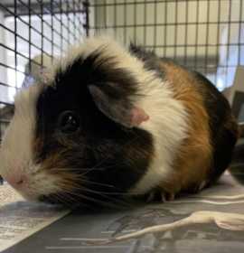Photo of RALPH