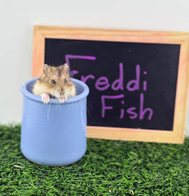 Photo of Freddi Fish