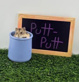 Photo of Putt Putt