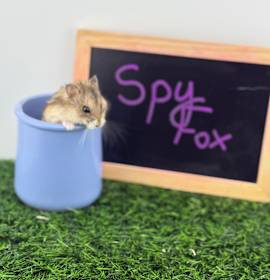 Photo of Spy Fox